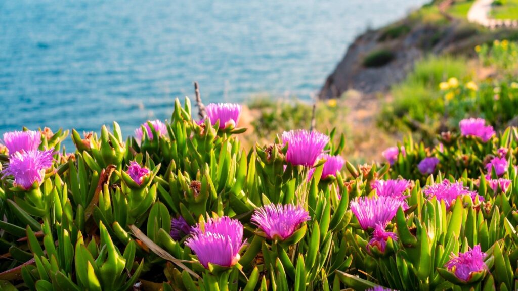 Salt-Loving Flowers